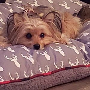 Meet your Posher, Tara